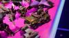 Toy Fair 2020: War for Cybertron Trilogy Netflix Series - Transformers Event: DSC06744