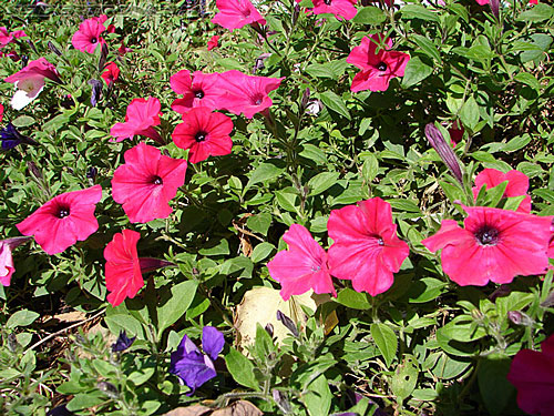 BotCon 2006: Lexington - Transformers Event: